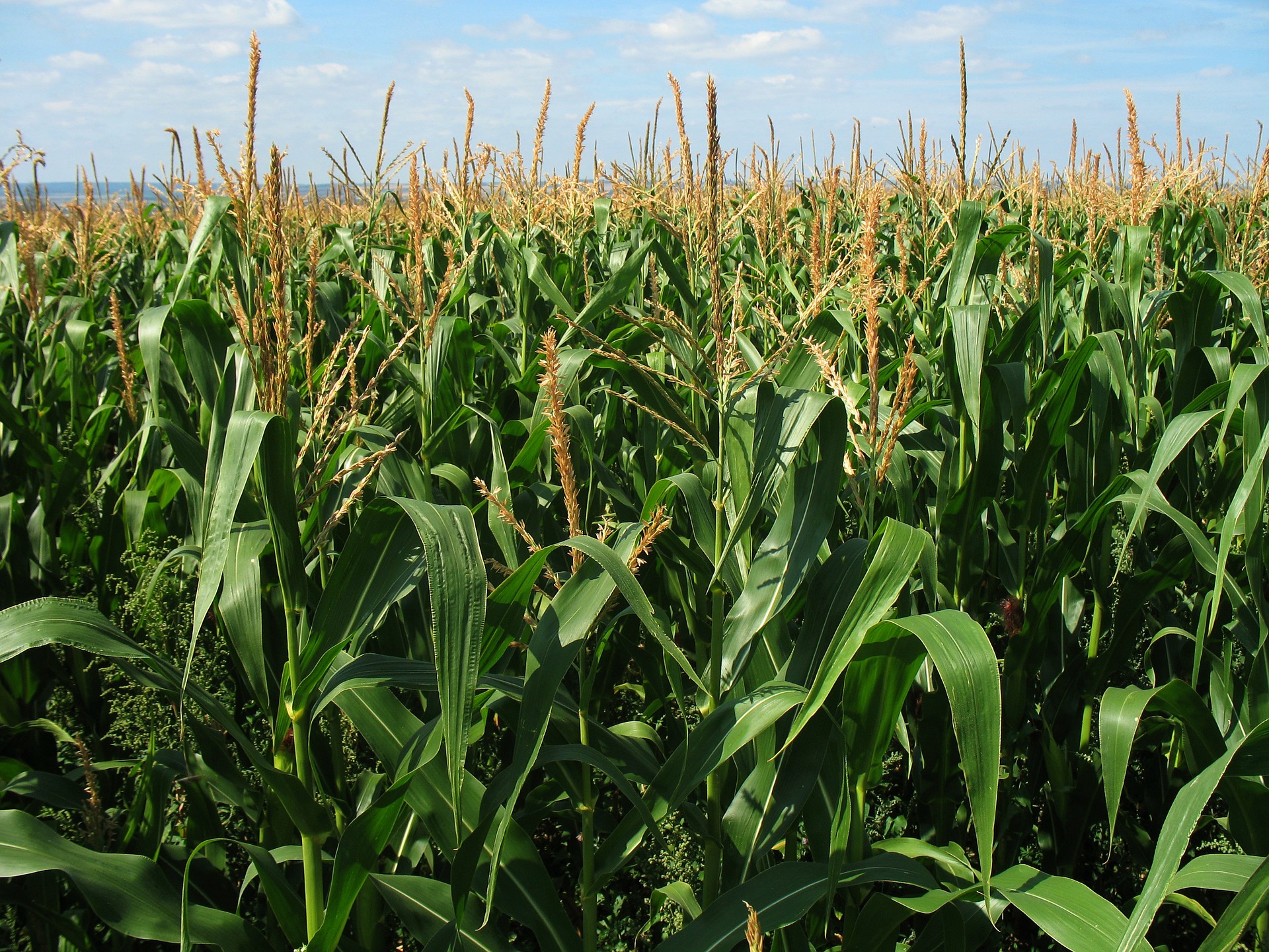 corn-field-1935_1920
